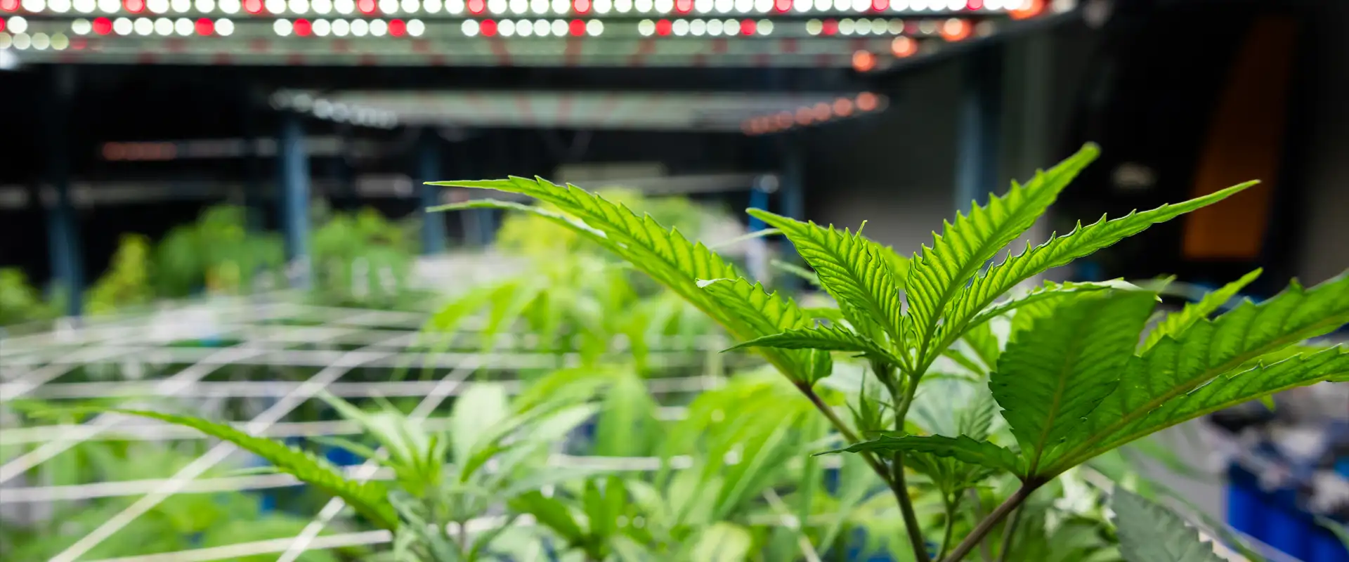 Cannabis dispensaries philadelphia